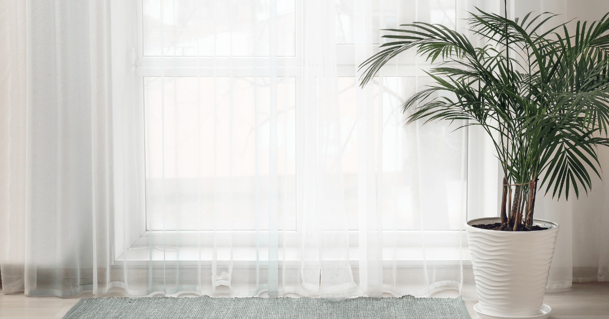 Floor-to-ceiling sheer curtains beside indoor plants